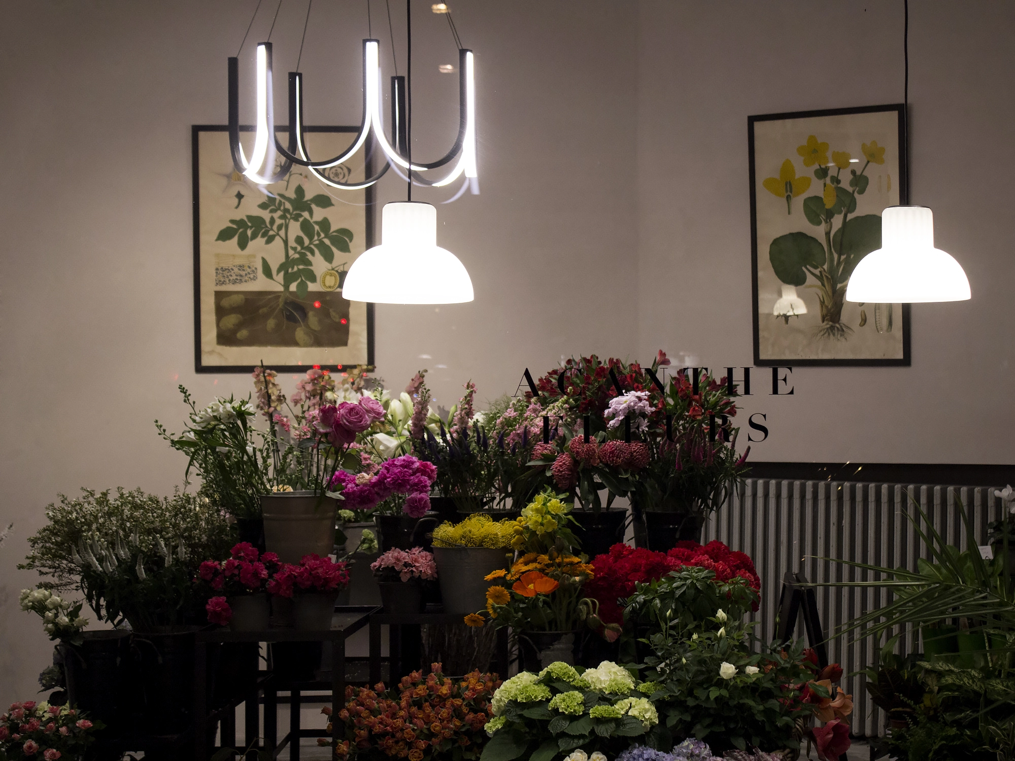 ACANTHE FLEURS